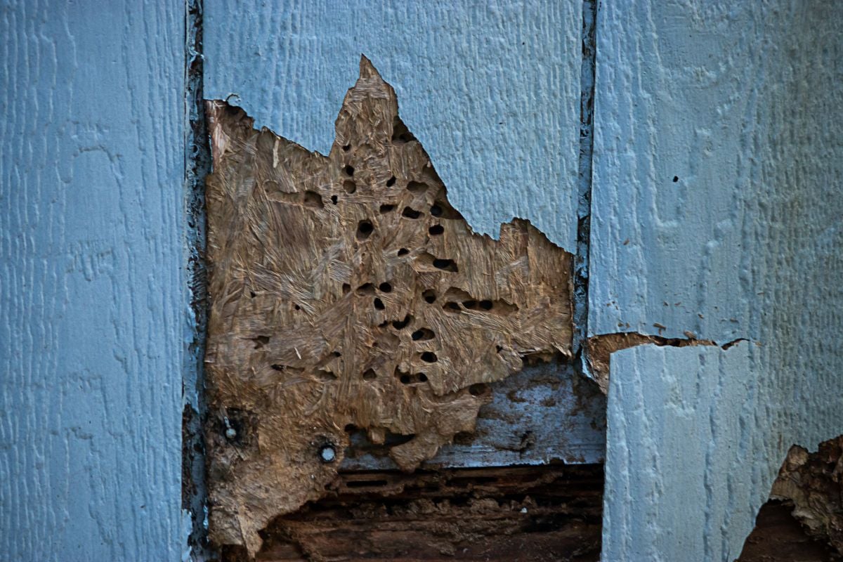 termite and weather damage done to siding